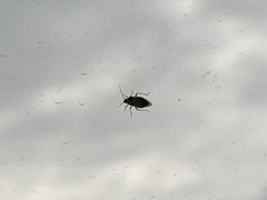 Lygaeoidea