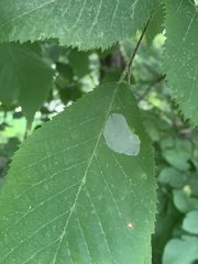 Caloptilia ostryaeella