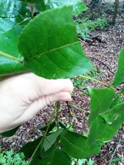 Carya tomentosa