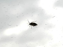 Lygaeoidea