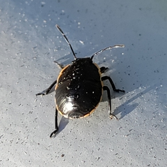 Chlorochroa