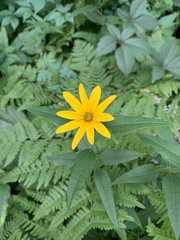 Helianthus divaricatus