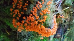 Hemitrichia decipiens