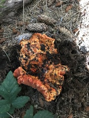Hypomyces lactifluorum
