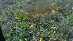 Rudbeckia