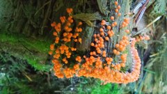 Hemitrichia decipiens