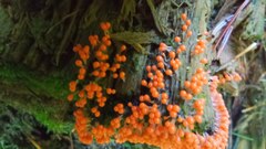 Hemitrichia decipiens