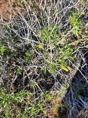 Chrysothamnus viscidiflorus