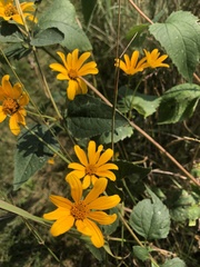 Heliopsis