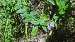 Scutellaria galericulata