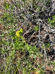 Chrysothamnus viscidiflorus
