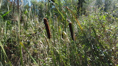 Typha latifolia