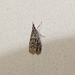 Eudonia heterosalis