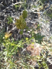 Chrysothamnus viscidiflorus