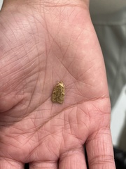 Agonopterix