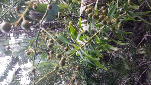 Dracaena reflexa var. salicifolia image