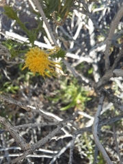 Chrysothamnus viscidiflorus