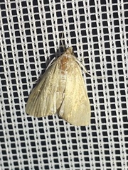 Acentropinae