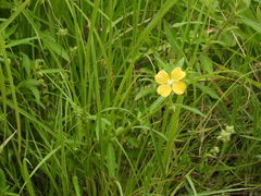 Ludwigia octovalvis