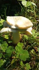 Russula claroflava