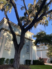 Tillandsia usneoides