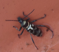 Chlorophorus varius