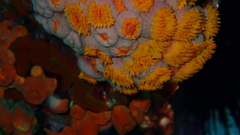 Tubastraea coccinea