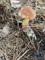 Boletus subvelutipes