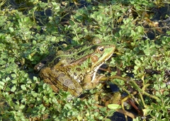 Pelophylax perezi