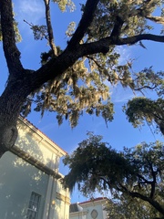 Tillandsia usneoides