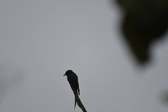 Dicrurus leucophaeus