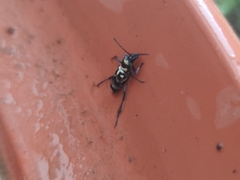 Chlorophorus varius