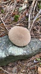 Lycoperdon