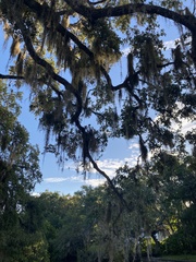 Tillandsia usneoides