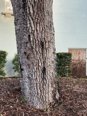 Tillandsia usneoides