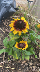 Rudbeckia hirta