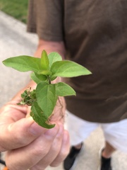 Oenothera pilosella