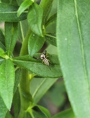 Hentzia
