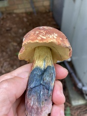 Boletus subvelutipes