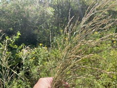 Panicum amarum