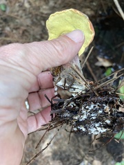 Boletus subvelutipes