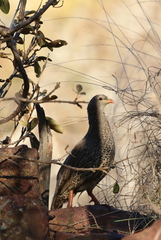 Pternistis natalensis