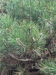 Pinus sylvestris