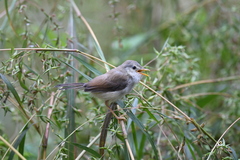 Prinia hodgsonii