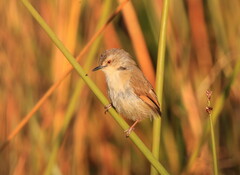 Prinia subflava