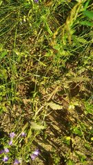 Delphinium consolida