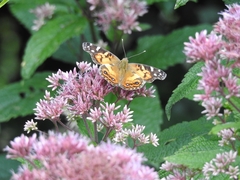 Vanessa virginiensis