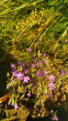 Delphinium consolida