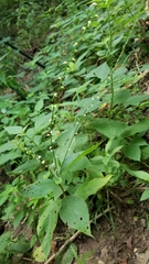 Persicaria virginiana
