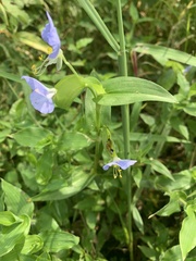 Commelina